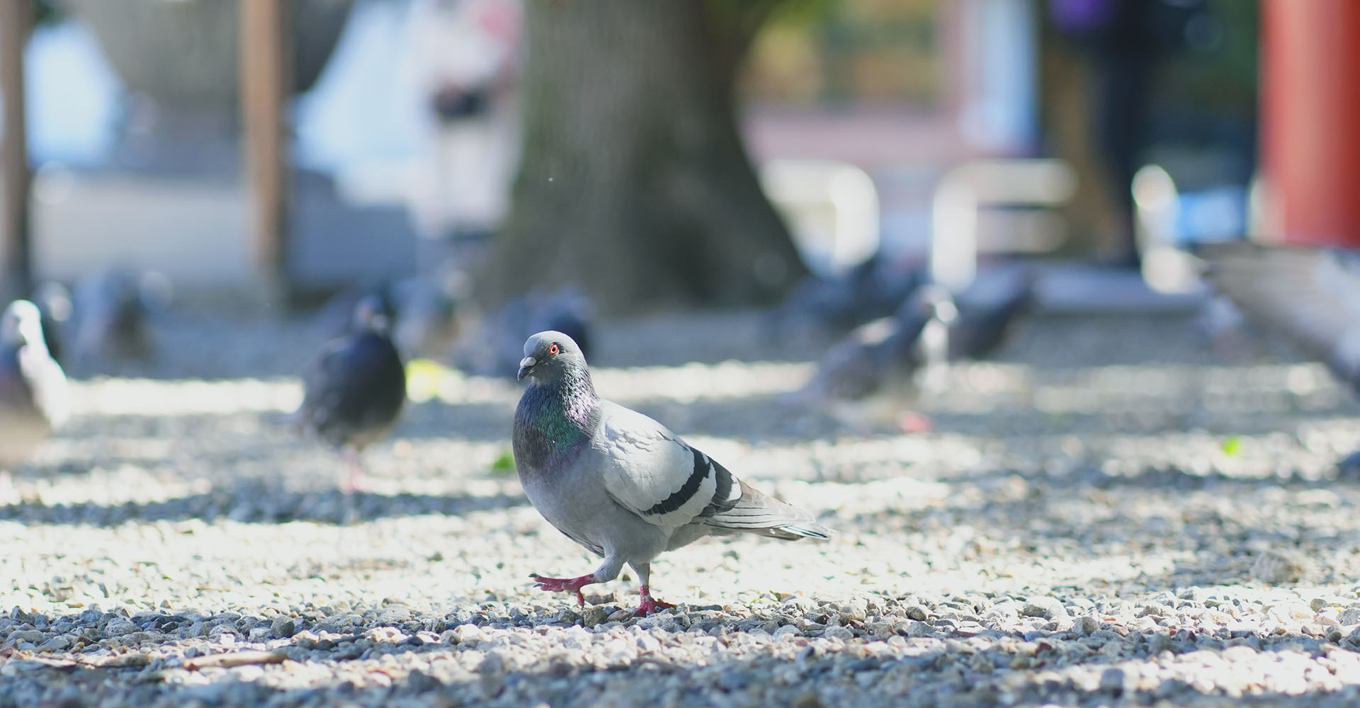 KURUPOクルポメイン_A