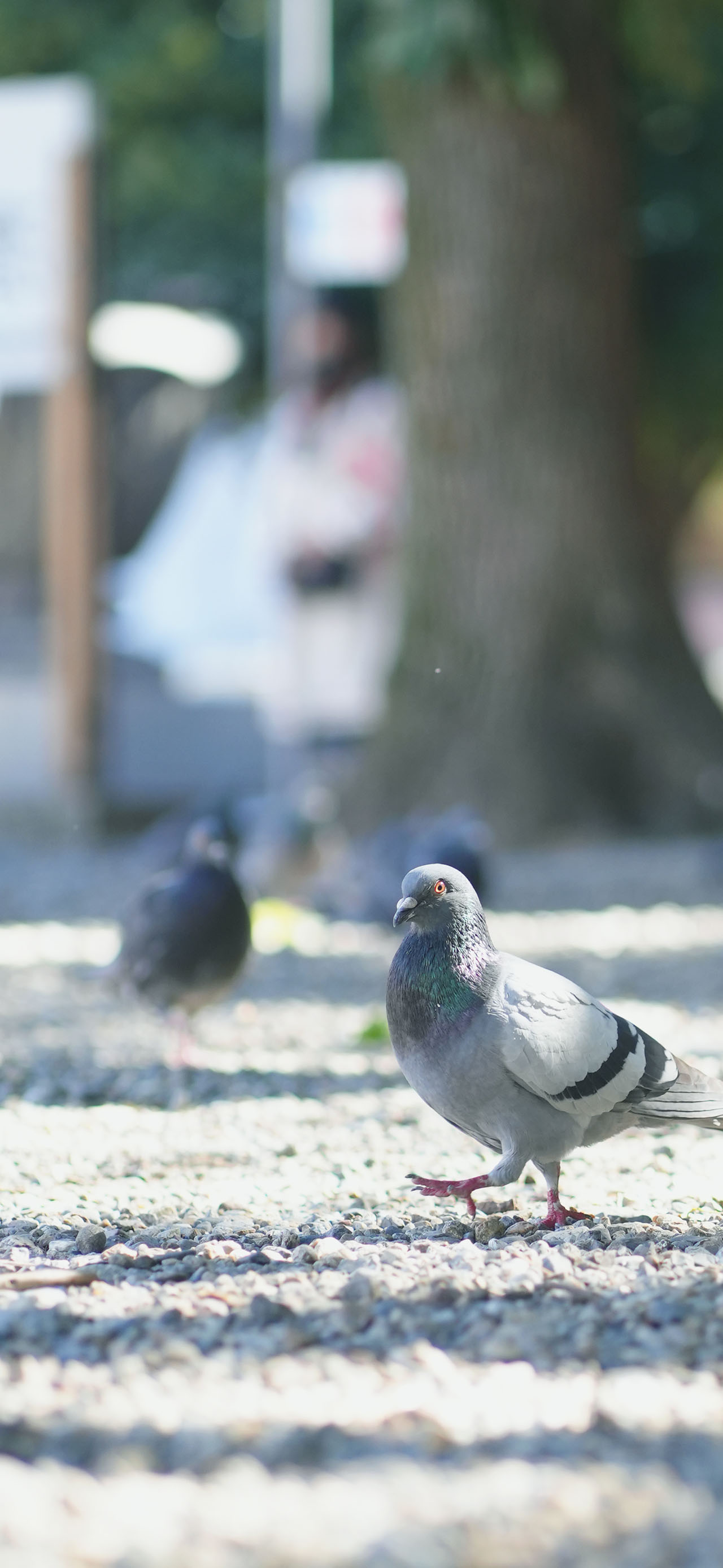 KURUPOクルポメイン_A