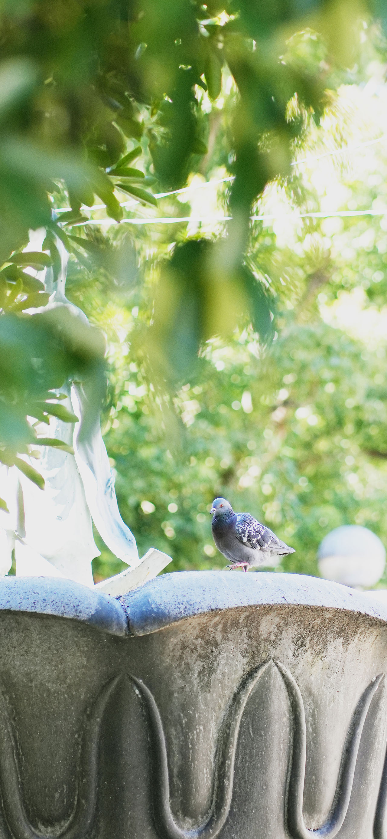 KURUPOクルポメイン_B