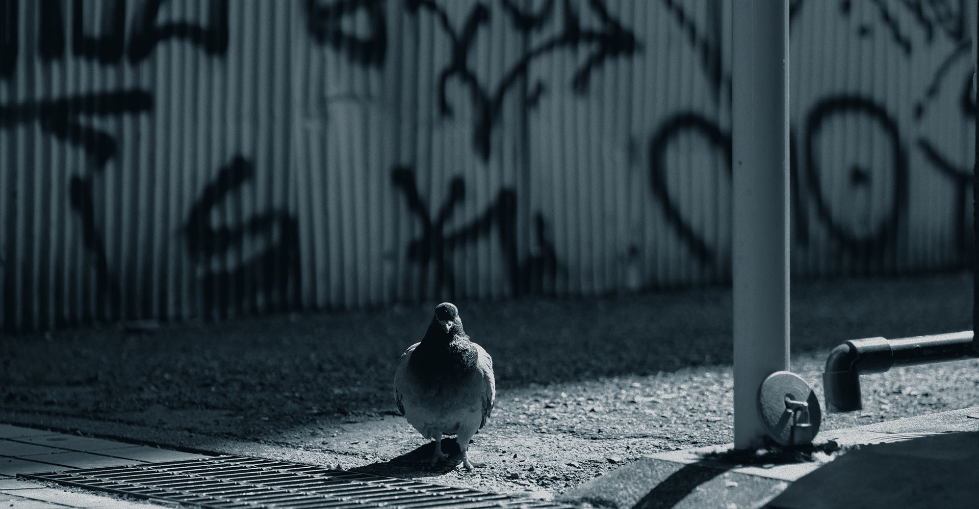 KURUPOクルポメイン_C