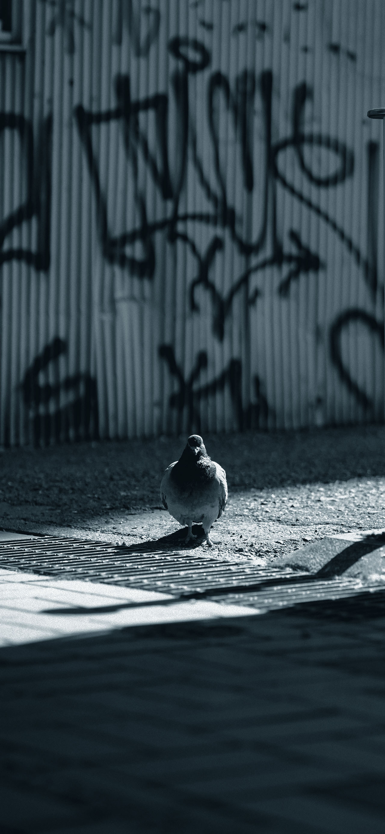 KURUPOクルポメイン_C